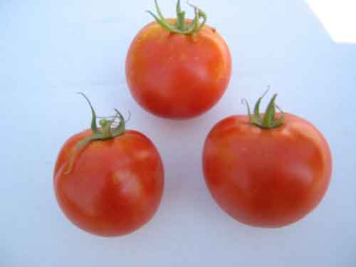 Germania Seed