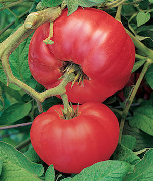 Germania Seed