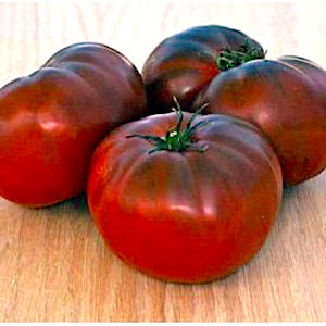 Germania Seed