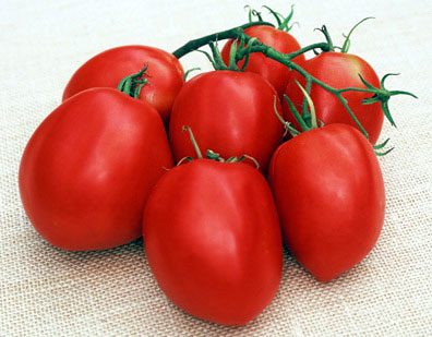 Germania Seed