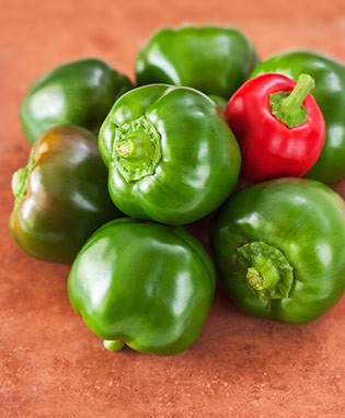 Germania Seed