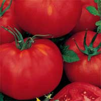 Germania Seed