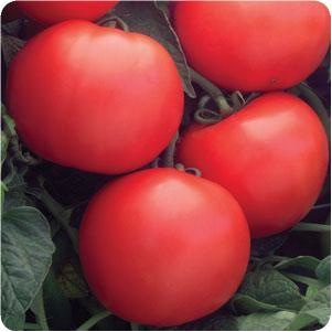 Germania Seed