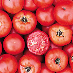 Germania Seed