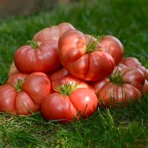 Germania Seed