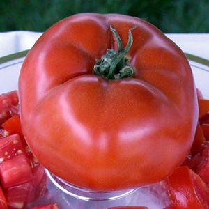 Germania Seed