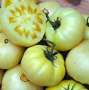 Germania Seed