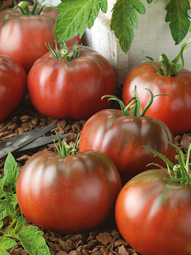 Germania Seed