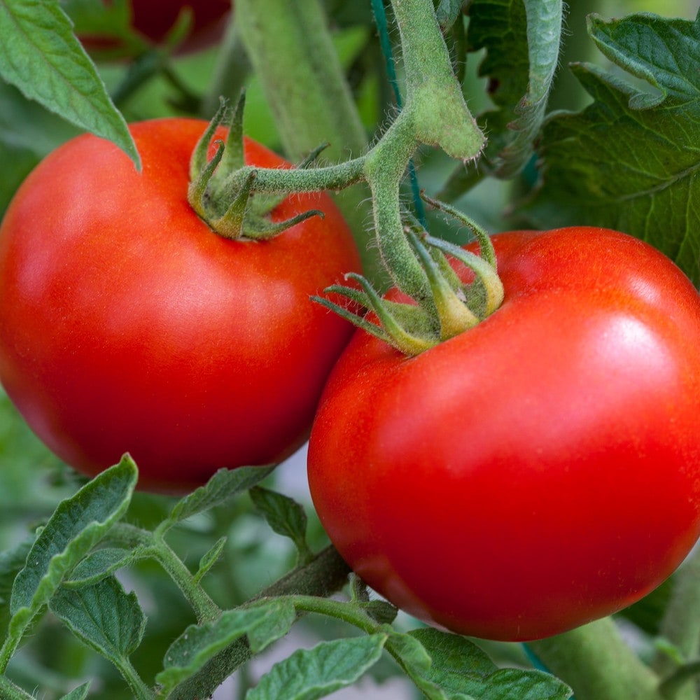 Germania Seed