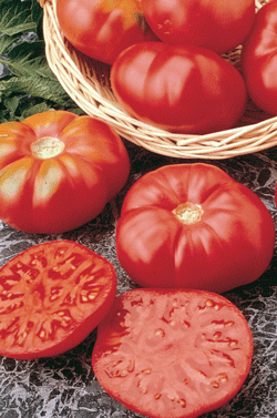 Germania Seed