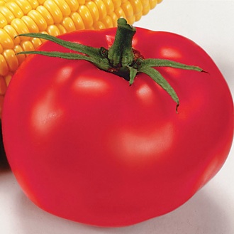 Germania Seed