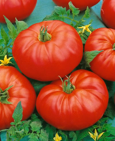 Germania Seed