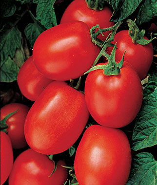 Germania Seed