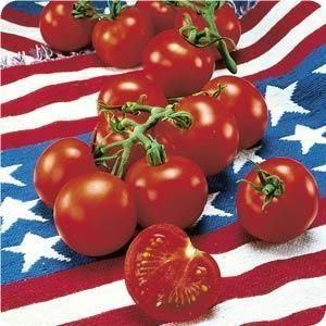 Germania Seed