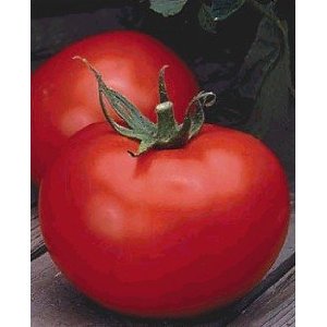 Germania Seed