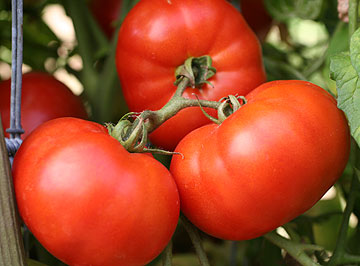 Germania Seed