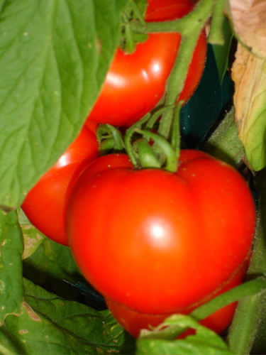 Germania Seed