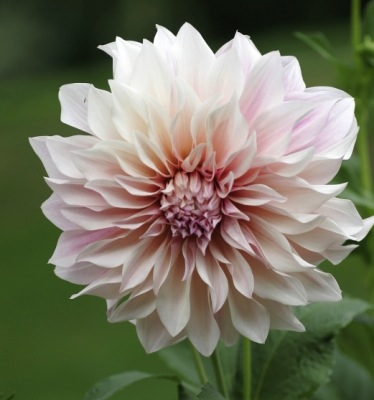Germania Seed